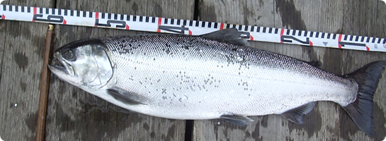 TUF-LINE タフライン レッドコア 18lb レイクトローリング  銀山湖で使うレイクトローリング用のレッドコアライン : 魚沼トラウト